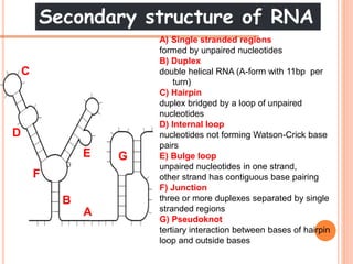 Secondary structure of RNA
D
A) Single stranded regions
formed by unpaired nucleotides
B) Duplex
double helical RNA (A-form with 11bp per
turn)
C) Hairpin
duplex bridged by a loop of unpaired
nucleotides
D) Internal loop
nucleotides not forming Watson-Crick base
pairs
E) Bulge loop
unpaired nucleotides in one strand,
other strand has contiguous base pairing
F) Junction
three or more duplexes separated by single
stranded regions
G) Pseudoknot
tertiary interaction between bases of hairpin
loop and outside bases
G
A
B
C
D
E
F
 