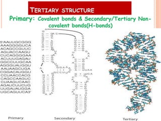 TERTIARY STRUCTURE
6
Primary: Covalent bonds & Secondary/Tertiary Non-
covalent bonds(H-bonds)
 