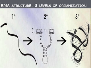RNA STRUCTURE: 3 LEVELS OF ORGANIZATION
7
DDobbsISU-BCB444/544X:RNA
Structure&Function
Rob Knight
Univ Colorado
 