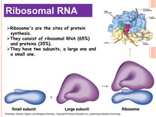 Ribosome's are the sites of protein
synthesis.
They consist of ribosomal RNA (65%)
and proteins (35%).
They have two subunits, a large one and
a small one.
Ribosomal RNA
 