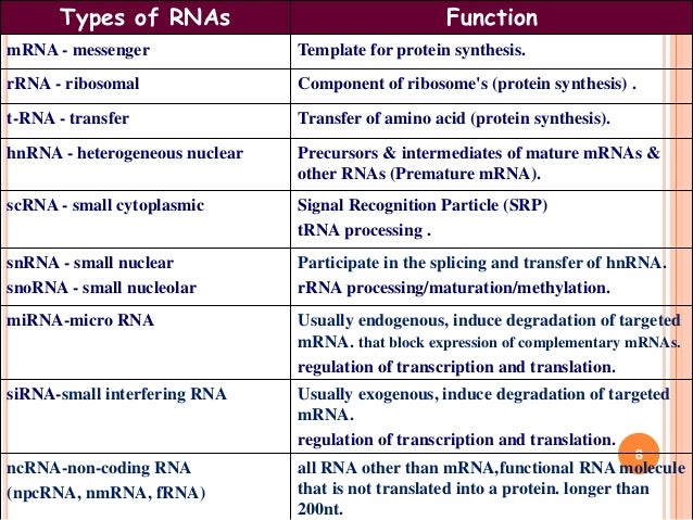 rna processing function of mrna