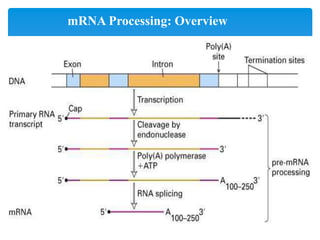 RNA Processing | PPTX