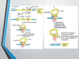 RNA PROCESSING | PPTX