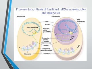 Rna Processing Introduction RNA PROCESSING | PPTX