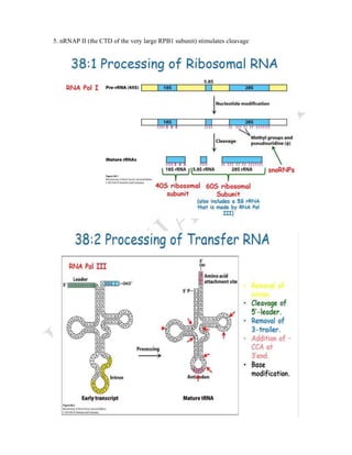 RNA PROCESSING | PDF