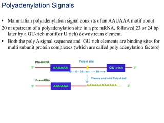 Polyadenylation Signals
• Mammalian polyadenylation signal consists of an AAUAAA motif about
20 nt upstream of a polyadenylation site in a pre mRNA, followed 23 or 24 bp
later by a GU-rich motif(or U rich) downstream element.
• Both the poly A signal sequence and GU rich elements are binding sites for
multi subunit protein complexes (which are called poly adenylation factors)
 