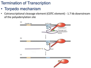 Termination of Transcription
• Torpedo mechanism
• Cotranscriptional cleavage element (COTC element) - 1.7 kb downstream
of the polyadenylation site
 