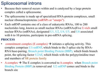 Spliceosomal introns
• Because their removal occurs within and is catalyzed by a large protein
complex called a spliceosome.
• The spliceosome is made up of specialized RNA-protein complexes, small
nuclear ribonucleoproteins (snRNPs or "snurps").
• Each snRNP contains one of a class of eukaryotic RNAs, 100 to 200
nucleotides long, known as small nuclear RNAs (snRNAs)Five U-rich small
nuclear RNAs (snRNAs), designated U1, U2, U4, U5, and U6 associated
with 6 to 10 proteins, participate in pre-mRNA splicing.
PROCESS
• commitment complex (E complex)  initiates a splicing activity. This
complex comprises U1-snRNP, which binds to the 5 splice site by RNA-
RNA base-pairing, Branch point Binding Protein (BBP), which binds branch
point, the splicing factor U2AF, which binds with the polypyrimidine tract
and members of SR protein family
• A complex  The E complex is converted to A complex when Branch point
Binding Protein (BBP),is removed and U2 snRNP comes and binds to the
branch site
 