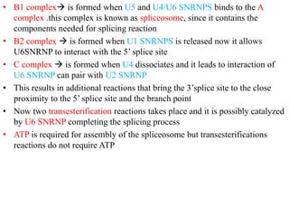 • B1 complex is formed when U5 and U4/U6 SNRNPS binds to the A
complex .this complex is known as spliceosome, since it contains the
components needed for splicing reaction
• B2 complex  is formed when U1 SNRNPS is released now it allows
U6SNRNP to interact with the 5’ splice site
• C complex  is formed when U4 dissociates and it leads to interaction of
U6 SNRNP can pair with U2 SNRNP
• This results in additional reactions that bring the 3’splice site to the close
proximity to the 5’ splice site and the branch point
• Now two transesterification reactions takes place and it is possibly catalyzed
by U6 SNRNP completing the splicing process
• ATP is required for assembly of the spliceosome but transesterifications
reactions do not require ATP
 