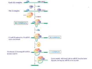 B2 COMPLEX
C COMPLEX
B1 COMPLEX
 