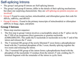 Self-splicing Introns
• The group I and group II introns are Self-splicing Introns
• The group I and group II introns, differ in the details of their splicing mechanisms
but share one surprising characteristic: they are self-splicing-no protein enzymes are
involved!
• Group I: Found in some nuclear, mitochondrial, and chloroplast genes that code for
rRNAs, mRNAs, and tRNAS
• Group II introns : Found in the primary transcripts of mitochondrial or chloroplast
mRNAs in fungi, algae, and plants
Group I Introns
• Three-step reaction sequence:
1. The first step in group I intron involves a nucleophilic attack at the 5’ splice site by
the 3’ OH of an exogenous (free) guanosine or guanine nucleotide
(GMP,GDP,GTP). This aadds the G nucleotide or nucleoside on to the 5’ end of the
intron and releases the 5’ exon
2. The 3'-terminal OH group of the newly liberated 5' exon forms a phosphodiester
bond with the 5'-terminal phosphate of the 3 exon, thereby splicing together the
two exons and releasing the intron.
3. The 3'-terminal OH group of the intron forms a phosphodiester bond with the
phosphate of the nucleotide 15 residues from the intron's 5' end, yielding the 5'-
terminal fragment with the remainder of the intron in cyclic form.
 
