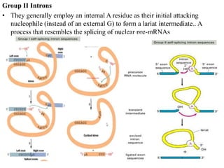 Group II Introns
• They generally employ an internal A residue as their initial attacking
nucleophile (instead of an external G) to form a lariat intermediate.. A
process that resembles the splicing of nuclear pre-mRNAs
 
