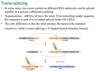 Trans-splicing
• In some cases, two exons carried on different RNA molecules can be spliced
together in a process called trans-splicing.
• Trypanosomes - mRNAs all have the same 35-nt noncoding leader sequence,
this sequence is part of a so-called spliced leader (SL) RNA.
• The only difference is that the other product the lariat in the standard
reaction is, while in trans-splicing, a Y-shaped branch structure instead.
 