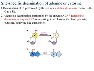 Site-specific deamination of adenine or cytosine
1.Deamination of C, performed by the enzyme cytidine deaminase, converts the
C to a U).
2. Adenosine deamination. performed by the enzyme ADAR (adenosine
deaminase acting on RNA) converting it into Inosine that base pair with
cytosine.(behaving like guanosine)
 