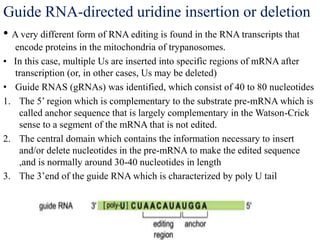 Guide RNA-directed uridine insertion or deletion
• A very different form of RNA editing is found in the RNA transcripts that
encode proteins in the mitochondria of trypanosomes.
• In this case, multiple Us are inserted into specific regions of mRNA after
transcription (or, in other cases, Us may be deleted)
• Guide RNAS (gRNAs) was identified, which consist of 40 to 80 nucleotides
1. The 5’ region which is complementary to the substrate pre-mRNA which is
called anchor sequence that is largely complementary in the Watson-Crick
sense to a segment of the mRNA that is not edited.
2. The central domain which contains the information necessary to insert
and/or delete nucleotides in the pre-mRNA to make the edited sequence
,and is normally around 30-40 nucleotides in length
3. The 3’end of the guide RNA which is characterized by poly U tail
 