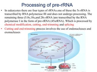 Processing of pre-rRNA
• In eukaryotes there are four types of rRNAs.one of these the 5s rRNA is
transcribed by RNA polymerase III and does not undergo processing. The
remaining three (5.8s,18s,and 28s rRNA )are transcribed by the RNA
polymerase I in the form of pre-rRNA (45srRNA). Which is processed by
chemical modification, cutting, end-trimming and splicing
• Cutting and end-trimming process involves the use of endonucleases and
exonucleases
 