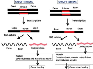 Exon Exon
Exon Exon
Exon Exon
Exon Exon
Exon Exon Exon Exon
Intron
Intron
Intron
Intron
Coding Intron
Coding Intron
Transcription Transcription
RNA splicing
RNA splicing
Protein
(endonuclease and maturase activity
Cause homing
Protein
(endonuclease ,reverse transcriptase
and maturase activity
Cause retro homing
GROUP I INTRONS GROUP II INTRONS
 