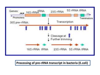 Processing of pre-rRNA transcript in bacteria (E.coli)
 