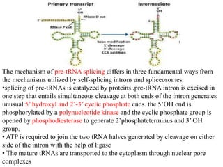 The mechanism of pre-tRNA splicing differs in three fundamental ways from
the mechanisms utilized by self-splicing introns and spliceosomes
•splicing of pre-tRNAs is catalyzed by proteins .pre-tRNA intron is excised in
one step that entails simultaneous cleavage at both ends of the intron generates
unusual 5’ hydroxyl and 2’-3’ cyclic phosphate ends. the 5’OH end is
phosphorylated by a polynucleotide kinase and the cyclic phosphate group is
opened by phosphodiesterase to generate 2’phosphateterminus and 3’ OH
group.
• ATP is required to join the two tRNA halves generated by cleavage on either
side of the intron with the help of ligase
• The mature tRNAs are transported to the cytoplasm through nuclear pore
complexes
 
