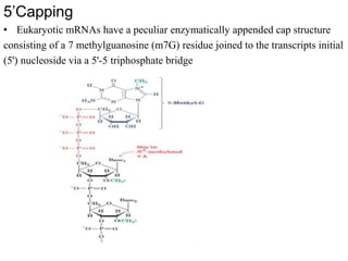 5’Capping
• Eukaryotic mRNAs have a peculiar enzymatically appended cap structure
consisting of a 7 methylguanosine (m7G) residue joined to the transcripts initial
(5') nucleoside via a 5'-5 triphosphate bridge
 