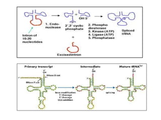 Rna processing