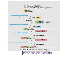 PROCESS OF CAPPING
 