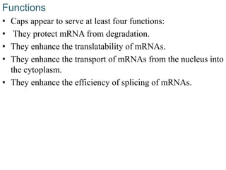 Functions
• Caps appear to serve at least four functions:
• They protect mRNA from degradation.
• They enhance the translatability of mRNAs.
• They enhance the transport of mRNAs from the nucleus into
the cytoplasm.
• They enhance the efficiency of splicing of mRNAs.
 