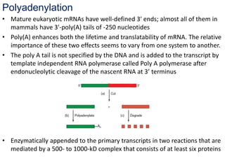 Polyadenylation
• Mature eukaryotic mRNAs have well-defined 3' ends; almost all of them in
mammals have 3'-poly(A) tails of -250 nucleotides
• Poly(A) enhances both the lifetime and translatability of mRNA. The relative
importance of these two effects seems to vary from one system to another.
• The poly A tail is not specified by the DNA and is added to the transcript by
template independent RNA polymerase called Poly A polymerase after
endonucleolytic cleavage of the nascent RNA at 3’ terminus
• Enzymatically appended to the primary transcripts in two reactions that are
mediated by a 500- to 1000-kD complex that consists of at least six proteins
 