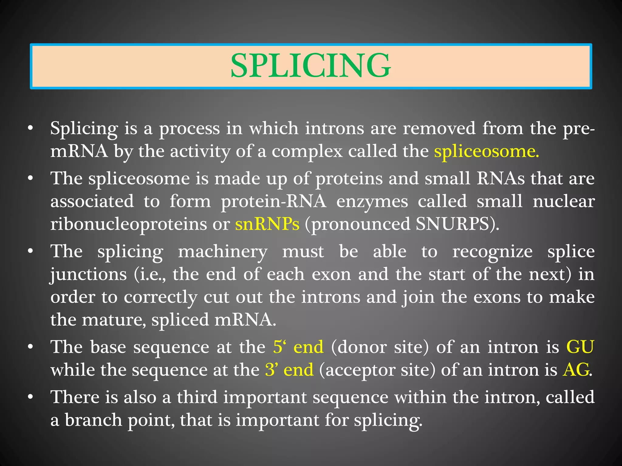 SPLICING
• Splicing is a process in which introns are removed from the pre-
mRNA by the activity of a complex called the spliceosome.
• The spliceosome is made up of proteins and small RNAs that are
associated to form protein-RNA enzymes called small nuclear
ribonucleoproteins or snRNPs (pronounced SNURPS).
• The splicing machinery must be able to recognize splice
junctions (i.e., the end of each exon and the start of the next) in
order to correctly cut out the introns and join the exons to make
the mature, spliced mRNA.
• The base sequence at the 5‘ end (donor site) of an intron is GU
while the sequence at the 3’ end (acceptor site) of an intron is AG.
• There is also a third important sequence within the intron, called
a branch point, that is important for splicing.
 