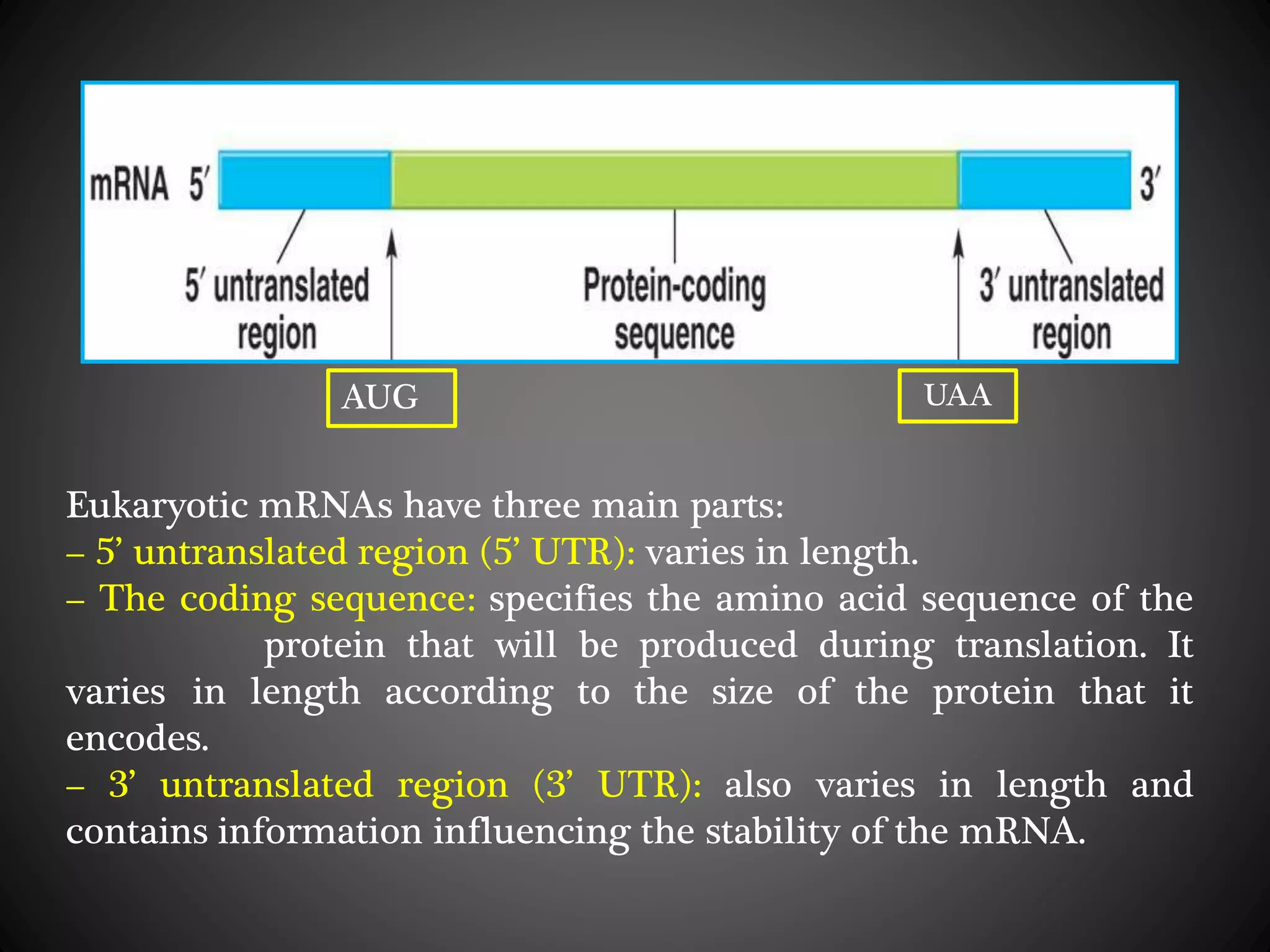 Eukaryotic mRNAs have three main parts:
– 5’ untranslated region (5’ UTR): varies in length.
– The coding sequence: specifies the amino acid sequence of the
protein that will be produced during translation. It
varies in length according to the size of the protein that it
encodes.
– 3’ untranslated region (3’ UTR): also varies in length and
contains information influencing the stability of the mRNA.
AUG UAA
 