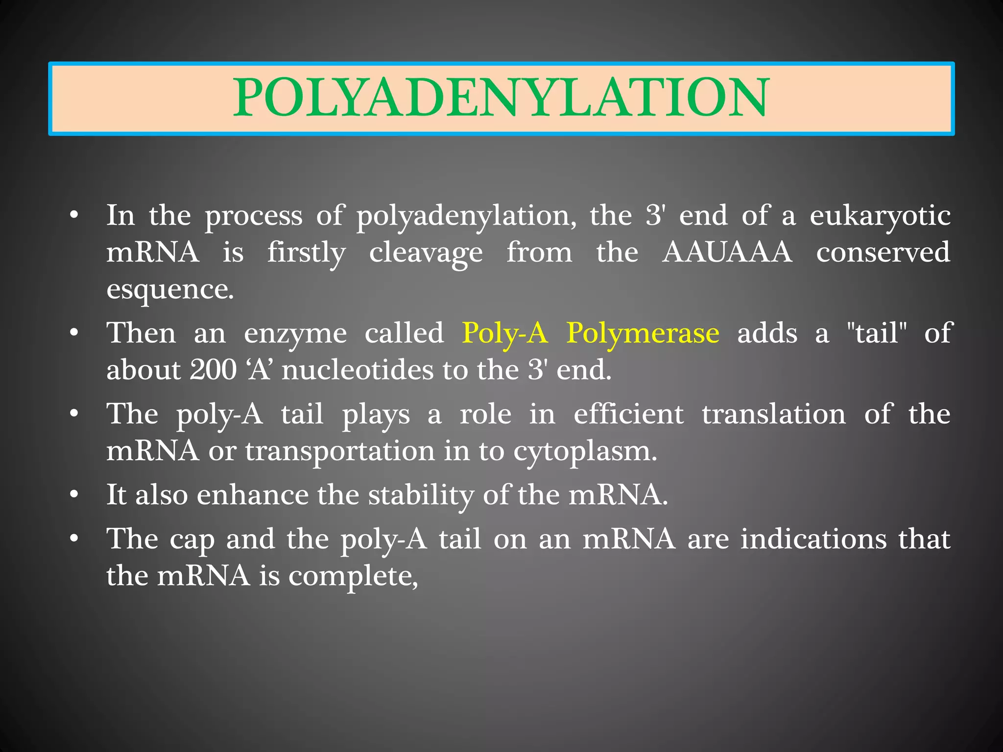 POLYADENYLATION
• In the process of polyadenylation, the 3' end of a eukaryotic
mRNA is firstly cleavage from the AAUAAA conserved
esquence.
• Then an enzyme called Poly-A Polymerase adds a "tail" of
about 200 ‘A’ nucleotides to the 3' end.
• The poly-A tail plays a role in efficient translation of the
mRNA or transportation in to cytoplasm.
• It also enhance the stability of the mRNA.
• The cap and the poly-A tail on an mRNA are indications that
the mRNA is complete,
 