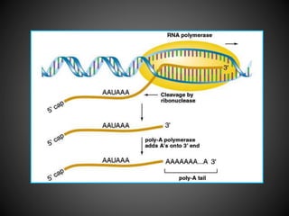 Rna processing | PPTX