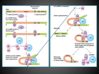 Rna processing | PPTX