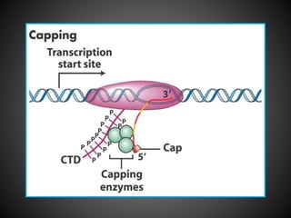 Rna processing | PPTX
