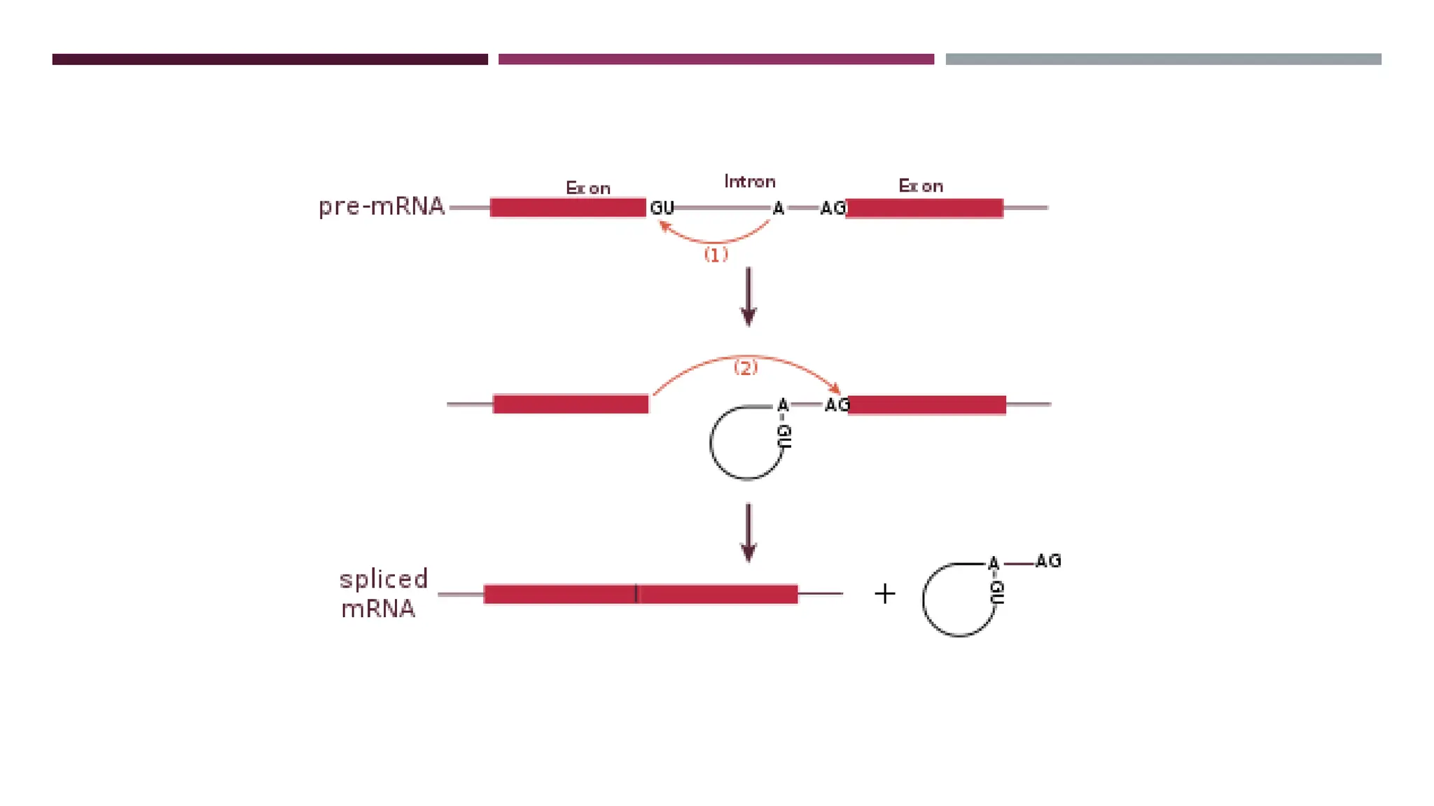 rna processing in prokaryotes and eukaryotes.pptx