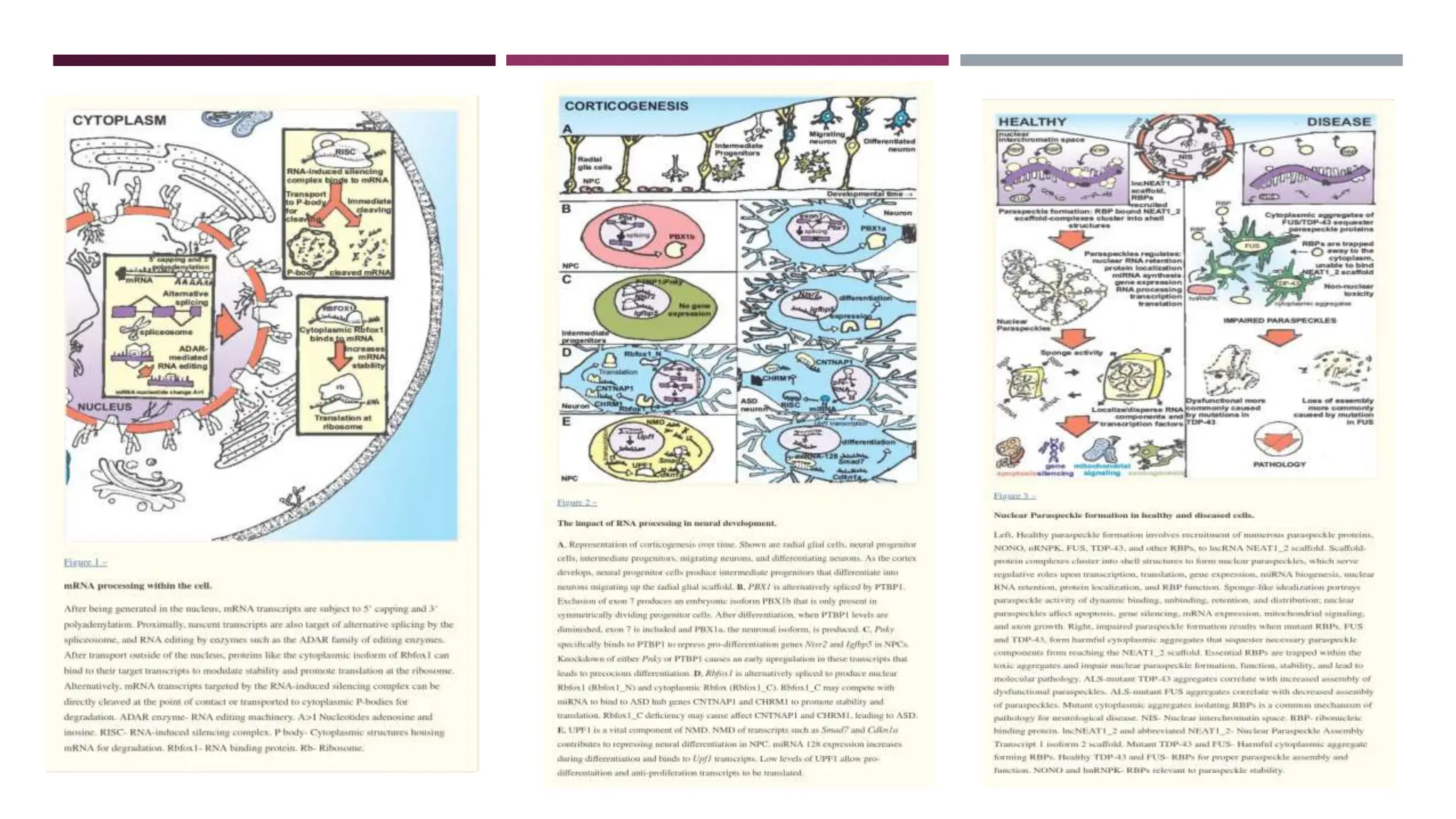 rna processing in prokaryotes and eukaryotes.pptx