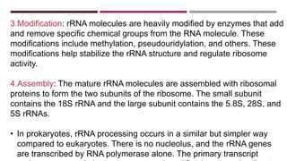 3.Modification: rRNA molecules are heavily modified by enzymes that add
and remove specific chemical groups from the RNA molecule. These
modifications include methylation, pseudouridylation, and others. These
modifications help stabilize the rRNA structure and regulate ribosome
activity.
4.Assembly: The mature rRNA molecules are assembled with ribosomal
proteins to form the two subunits of the ribosome. The small subunit
contains the 18S rRNA and the large subunit contains the 5.8S, 28S, and
5S rRNAs.
• In prokaryotes, rRNA processing occurs in a similar but simpler way
compared to eukaryotes. There is no nucleolus, and the rRNA genes
are transcribed by RNA polymerase alone. The primary transcript
 
