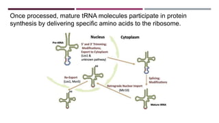Once processed, mature tRNA molecules participate in protein
synthesis by delivering specific amino acids to the ribosome.
 
