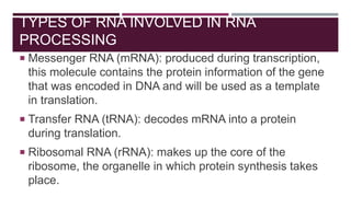 TYPES OF RNA INVOLVED IN RNA
PROCESSING
 Messenger RNA (mRNA): produced during transcription,
this molecule contains the protein information of the gene
that was encoded in DNA and will be used as a template
in translation.
 Transfer RNA (tRNA): decodes mRNA into a protein
during translation.
 Ribosomal RNA (rRNA): makes up the core of the
ribosome, the organelle in which protein synthesis takes
place.
 