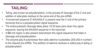 TAILING:
• Tailing, also known as polyadenylation, is the process of cleavage of the 3’ end and
addition of adenylate residues to the same end of the pre-mRNA.
• A conserved sequence 5’-AAUAAA-3′ is present near the 3’ end of the primary
transcript that is a polyadenylation signal sequence.
• The endonucleolytic cleavage takes place 10-30 base pairs down this signal
sequence, leaving the AAUAAA sequence in the transcript.
• A GU rich region is also present downstream this signal sequence that helps in
cleavage and polyadenylation.
• The enzyme poly-A polymerase then adds adenine nucleotides (200-250 in number)
to the cleaved pre-mRNA. This addition of adenine residues is called poly-A tailing or
polyadenylation.
 