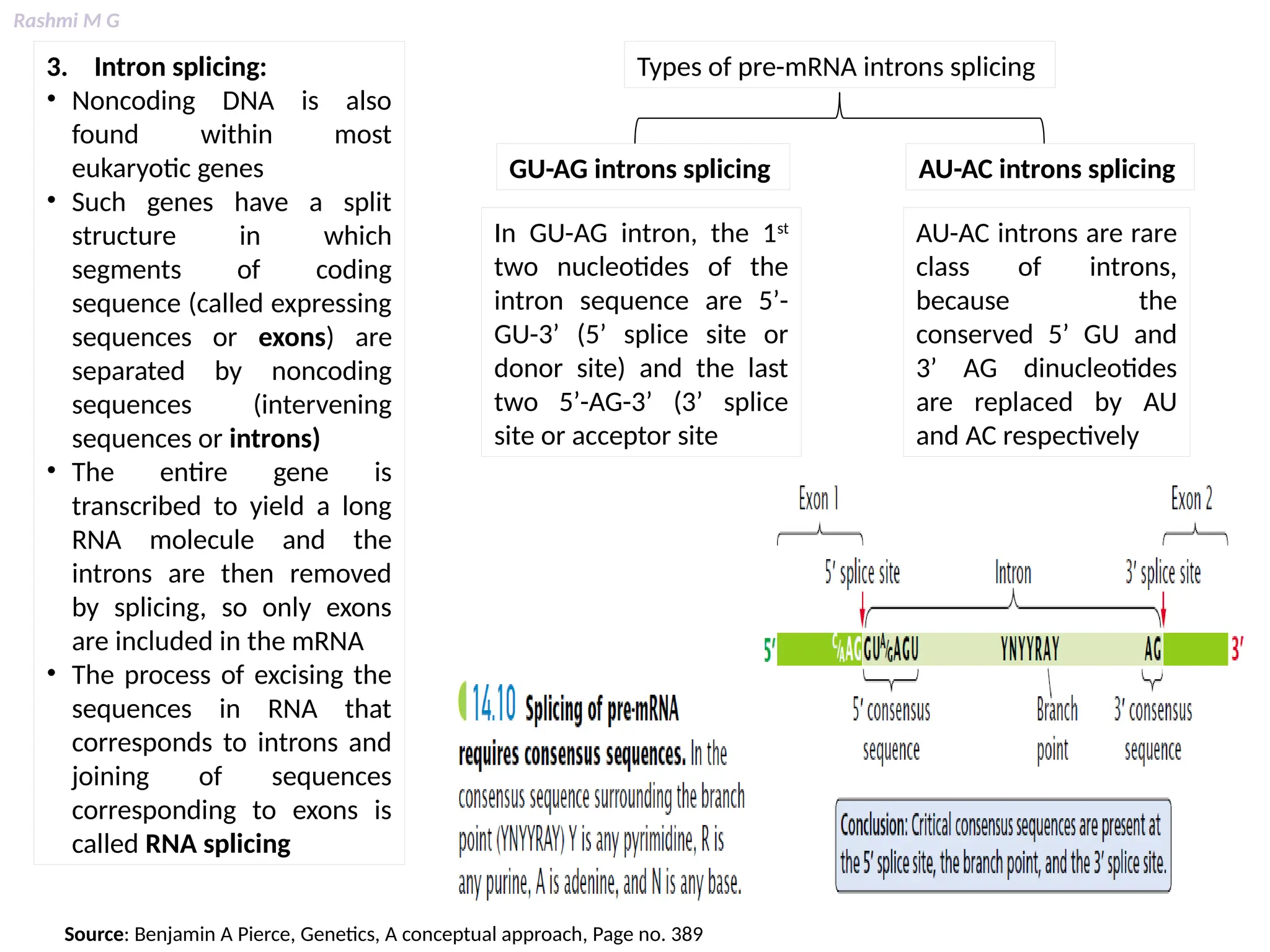 Rashmi M G
3. Intron splicing:
• Noncoding DNA is also
found within most
eukaryotic genes
• Such genes have a split
structure in which
segments of coding
sequence (called expressing
sequences or exons) are
separated by noncoding
sequences (intervening
sequences or introns)
• The entire gene is
transcribed to yield a long
RNA molecule and the
introns are then removed
by splicing, so only exons
are included in the mRNA
• The process of excising the
sequences in RNA that
corresponds to introns and
joining of sequences
corresponding to exons is
called RNA splicing
Types of pre-mRNA introns splicing
GU-AG introns splicing AU-AC introns splicing
In GU-AG intron, the 1st
two nucleotides of the
intron sequence are 5’-
GU-3’ (5’ splice site or
donor site) and the last
two 5’-AG-3’ (3’ splice
site or acceptor site
AU-AC introns are rare
class of introns,
because the
conserved 5’ GU and
3’ AG dinucleotides
are replaced by AU
and AC respectively
Source: Benjamin A Pierce, Genetics, A conceptual approach, Page no. 389
 