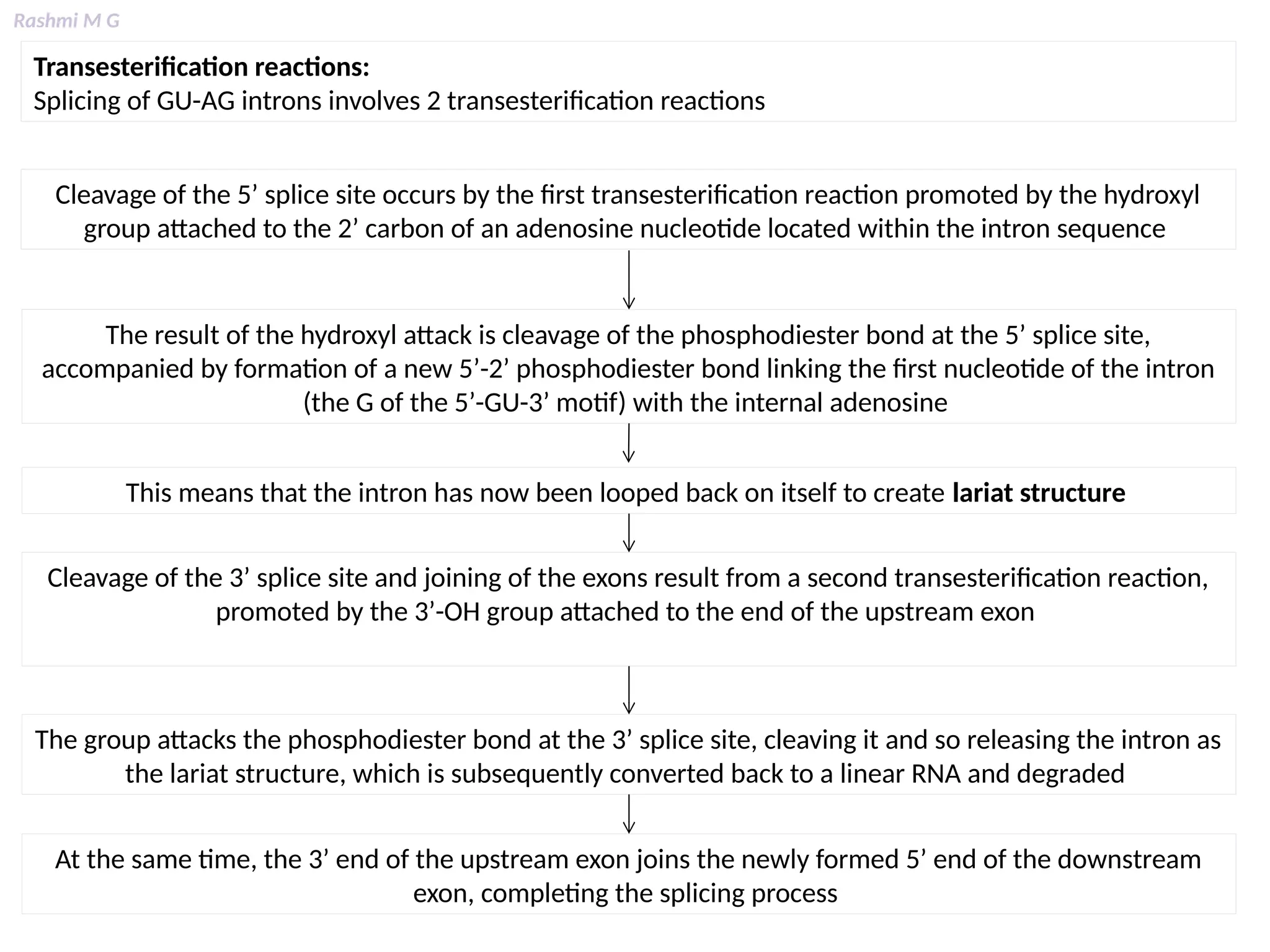 Rashmi M G
Transesterification reactions:
Splicing of GU-AG introns involves 2 transesterification reactions
Cleavage of the 5’ splice site occurs by the first transesterification reaction promoted by the hydroxyl
group attached to the 2’ carbon of an adenosine nucleotide located within the intron sequence
The result of the hydroxyl attack is cleavage of the phosphodiester bond at the 5’ splice site,
accompanied by formation of a new 5’-2’ phosphodiester bond linking the first nucleotide of the intron
(the G of the 5’-GU-3’ motif) with the internal adenosine
This means that the intron has now been looped back on itself to create lariat structure
Cleavage of the 3’ splice site and joining of the exons result from a second transesterification reaction,
promoted by the 3’-OH group attached to the end of the upstream exon
The group attacks the phosphodiester bond at the 3’ splice site, cleaving it and so releasing the intron as
the lariat structure, which is subsequently converted back to a linear RNA and degraded
At the same time, the 3’ end of the upstream exon joins the newly formed 5’ end of the downstream
exon, completing the splicing process
 
