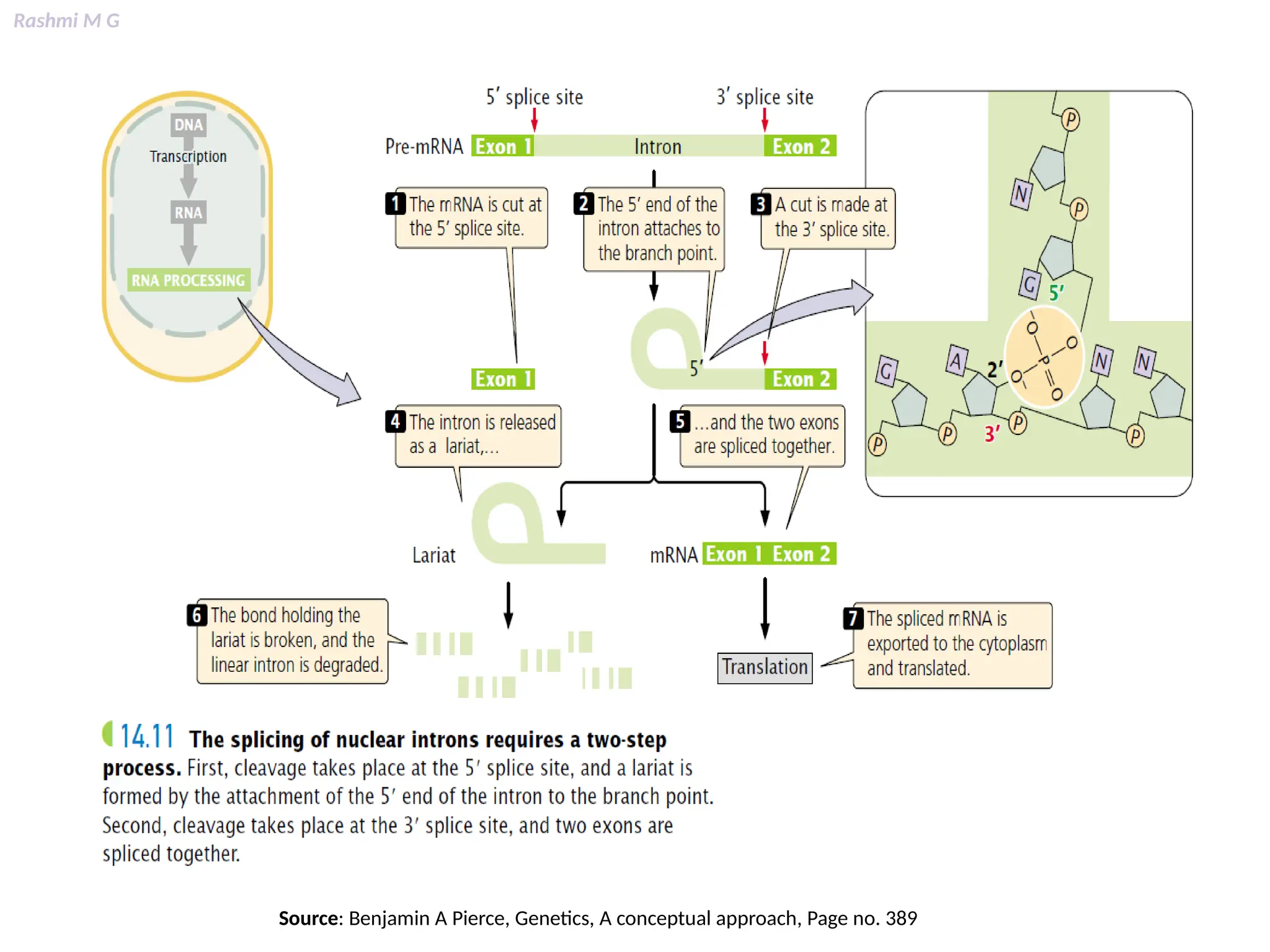Rashmi M G
Source: Benjamin A Pierce, Genetics, A conceptual approach, Page no. 389
 