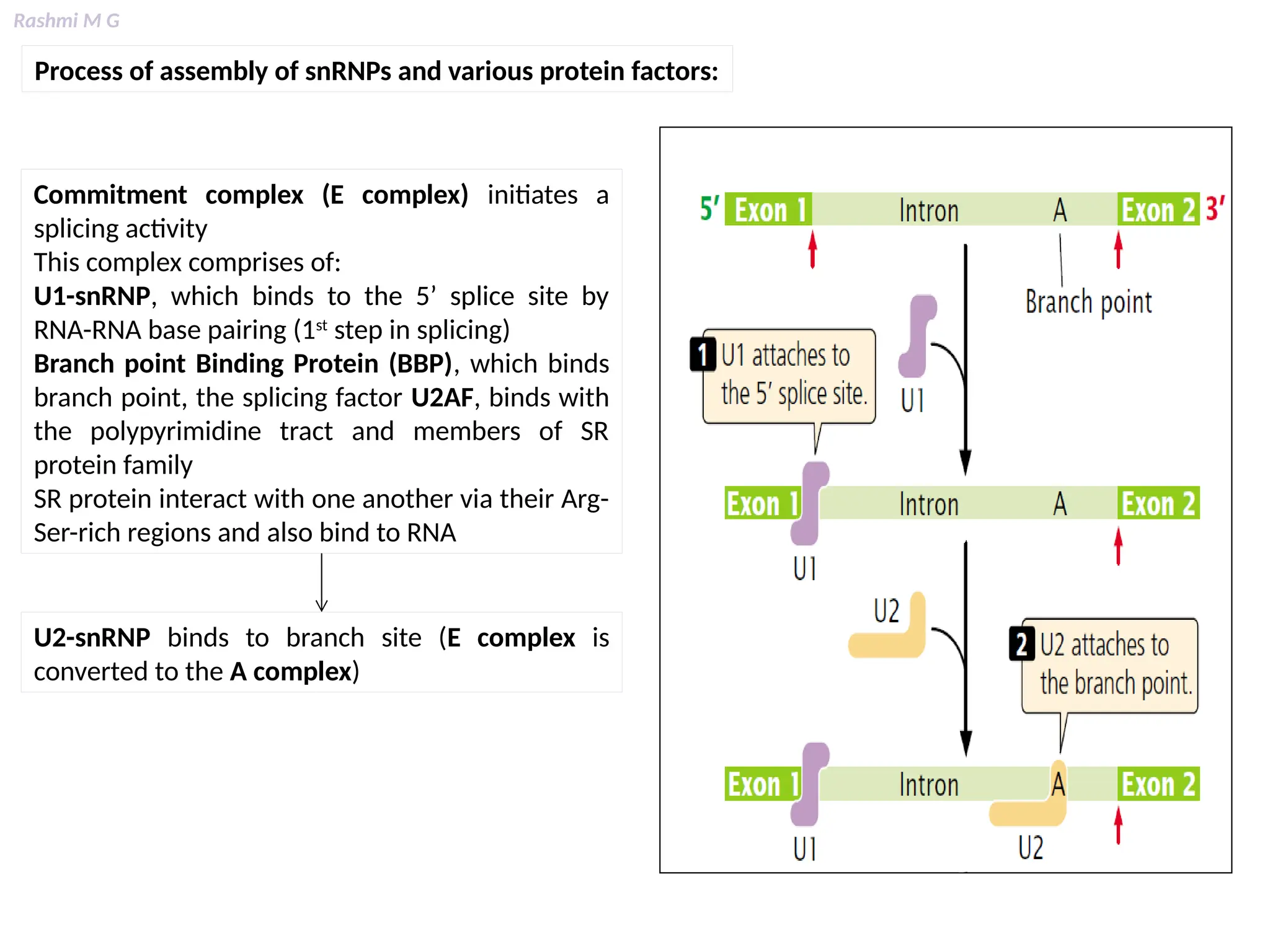 Rashmi M G
Process of assembly of snRNPs and various protein factors:
Commitment complex (E complex) initiates a
splicing activity
This complex comprises of:
U1-snRNP, which binds to the 5’ splice site by
RNA-RNA base pairing (1st
step in splicing)
Branch point Binding Protein (BBP), which binds
branch point, the splicing factor U2AF, binds with
the polypyrimidine tract and members of SR
protein family
SR protein interact with one another via their Arg-
Ser-rich regions and also bind to RNA
U2-snRNP binds to branch site (E complex is
converted to the A complex)
 