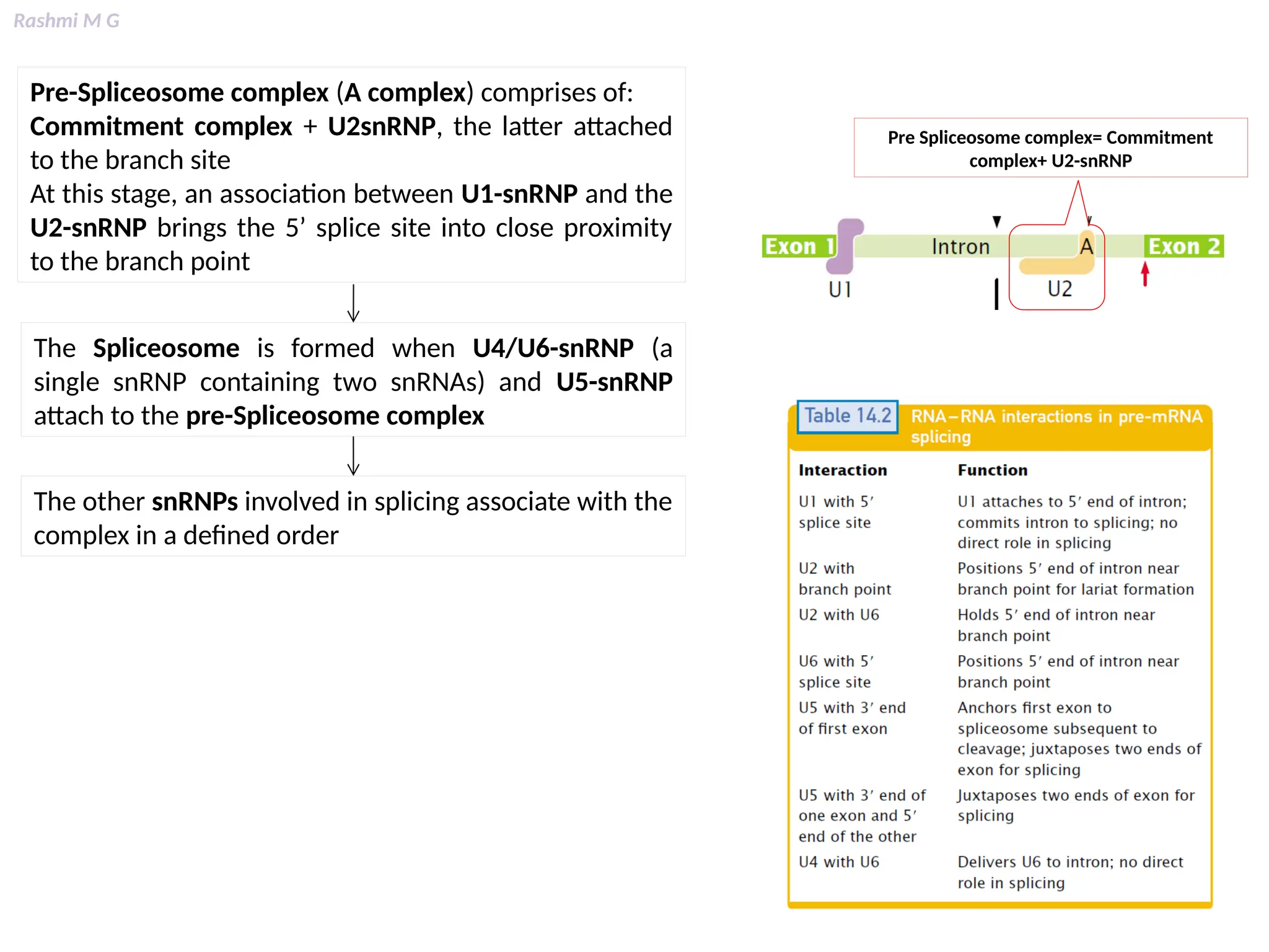 Rashmi M G
Pre-Spliceosome complex (A complex) comprises of:
Commitment complex + U2snRNP, the latter attached
to the branch site
At this stage, an association between U1-snRNP and the
U2-snRNP brings the 5’ splice site into close proximity
to the branch point
The Spliceosome is formed when U4/U6-snRNP (a
single snRNP containing two snRNAs) and U5-snRNP
attach to the pre-Spliceosome complex
The other snRNPs involved in splicing associate with the
complex in a defined order
Pre Spliceosome complex= Commitment
complex+ U2-snRNP
 