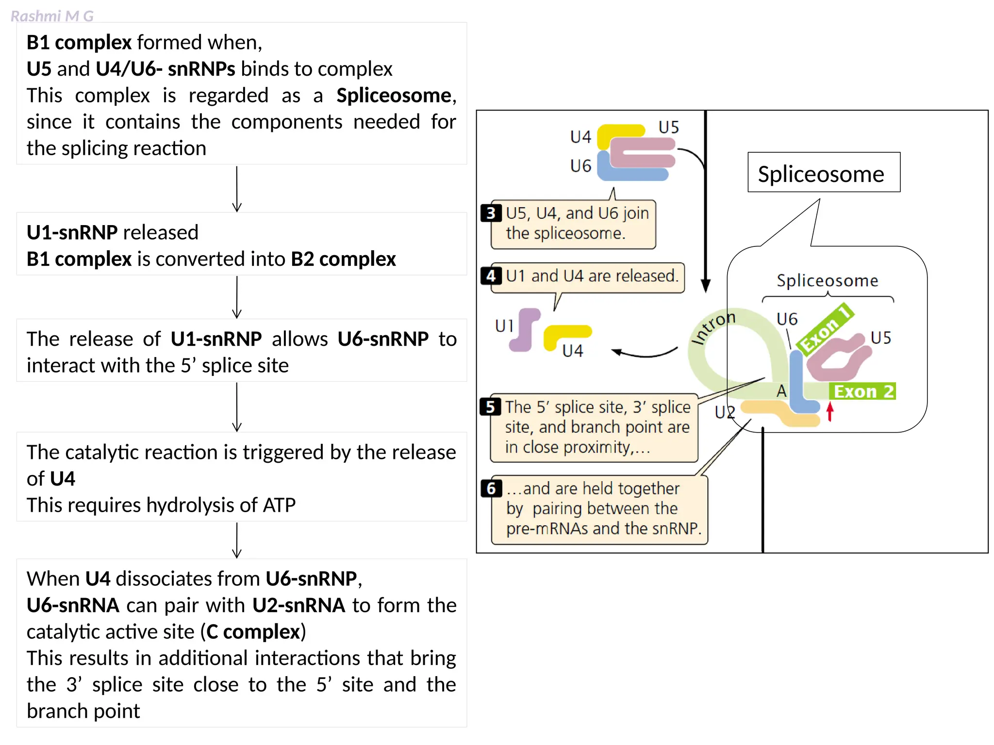Rashmi M G
When U4 dissociates from U6-snRNP,
U6-snRNA can pair with U2-snRNA to form the
catalytic active site (C complex)
This results in additional interactions that bring
the 3’ splice site close to the 5’ site and the
branch point
B1 complex formed when,
U5 and U4/U6- snRNPs binds to complex
This complex is regarded as a Spliceosome,
since it contains the components needed for
the splicing reaction
U1-snRNP released
B1 complex is converted into B2 complex
The release of U1-snRNP allows U6-snRNP to
interact with the 5’ splice site
The catalytic reaction is triggered by the release
of U4
This requires hydrolysis of ATP
Spliceosome
 