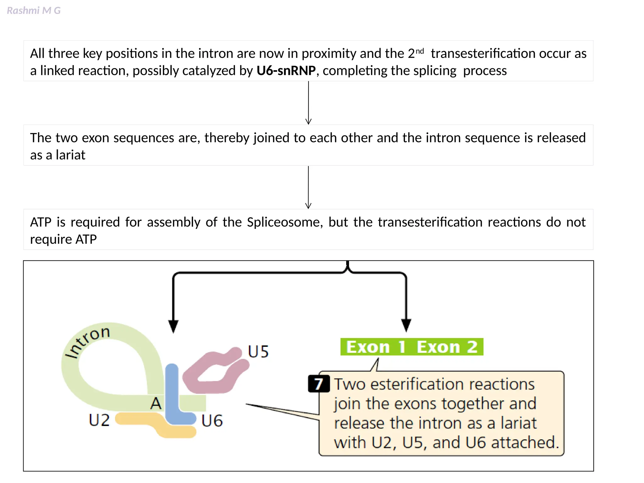 Rashmi M G
All three key positions in the intron are now in proximity and the 2nd
transesterification occur as
a linked reaction, possibly catalyzed by U6-snRNP, completing the splicing process
The two exon sequences are, thereby joined to each other and the intron sequence is released
as a lariat
ATP is required for assembly of the Spliceosome, but the transesterification reactions do not
require ATP
 