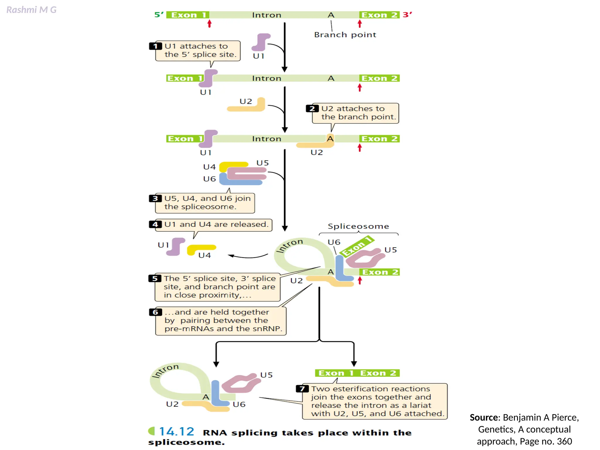 Rashmi M G
Source: Benjamin A Pierce,
Genetics, A conceptual
approach, Page no. 360
 