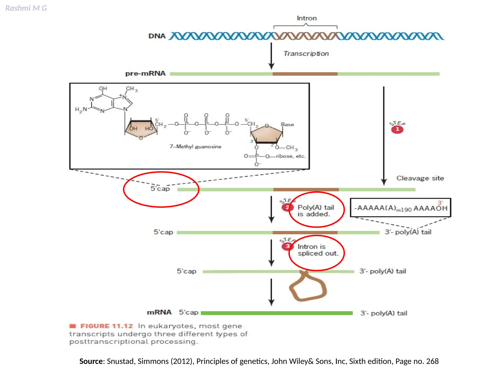 Rashmi M G
Source: Snustad, Simmons (2012), Principles of genetics, John Wiley& Sons, Inc, Sixth edition, Page no. 268
 