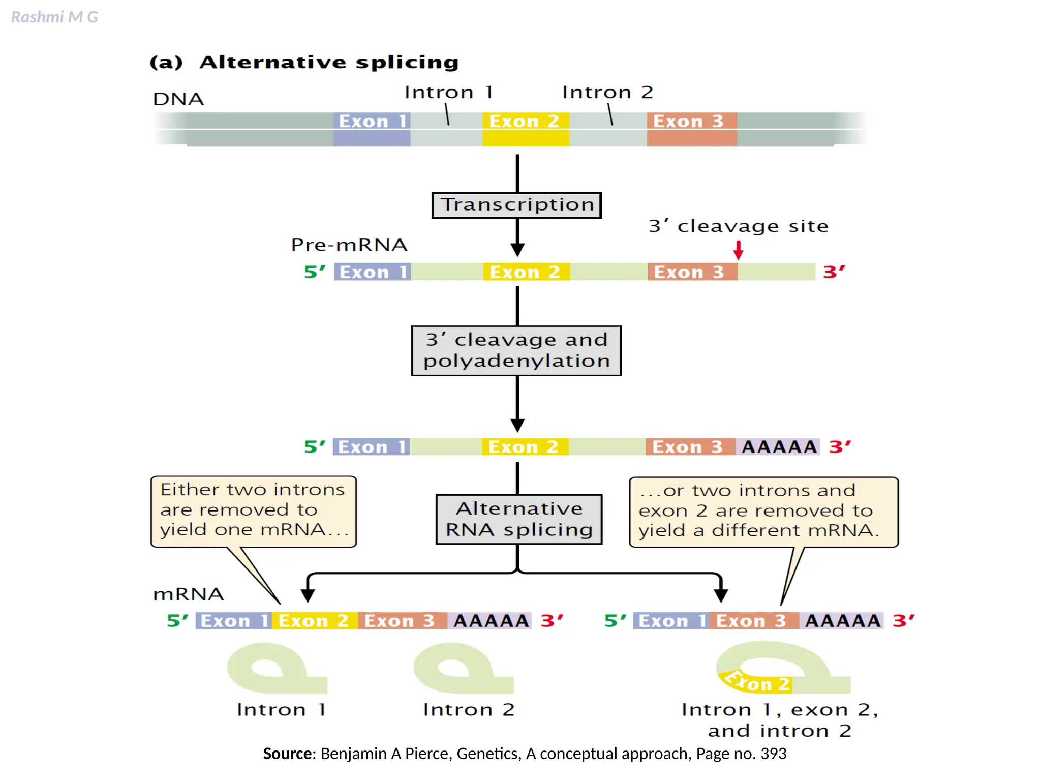 Rashmi M G
Source: Benjamin A Pierce, Genetics, A conceptual approach, Page no. 393
 